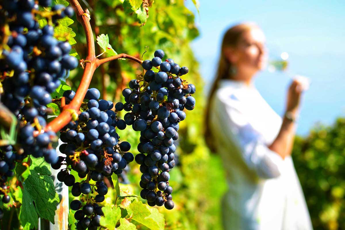 ancient corinth wine tasting nemea tour